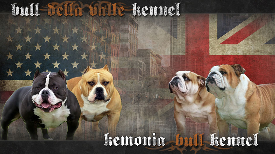 Bull della Valle Kennel & Kemonia bull Kennel