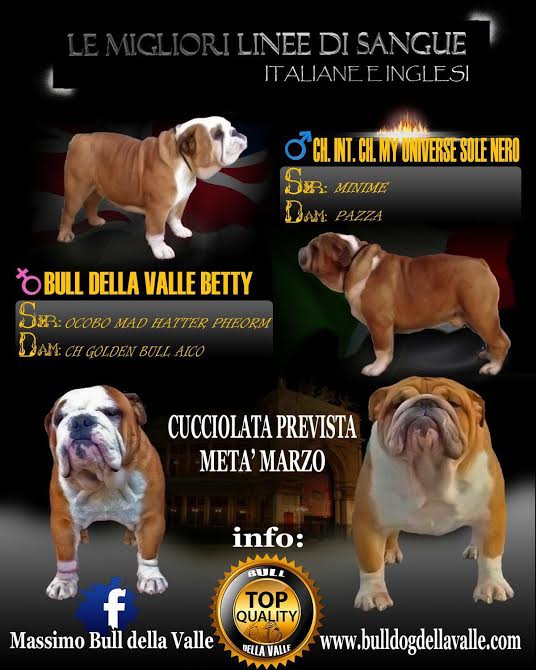 Ch. Int Ch. My Universe Sole Nero X Bull Della Valle Betty