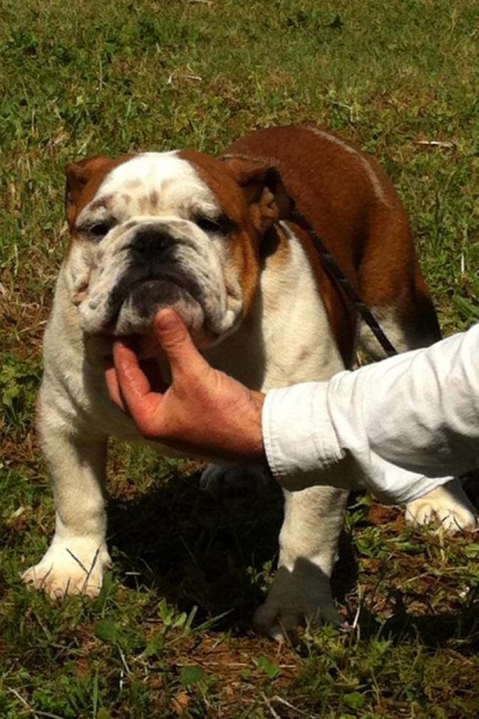 Bull Della Valle Bruce 6 mesi