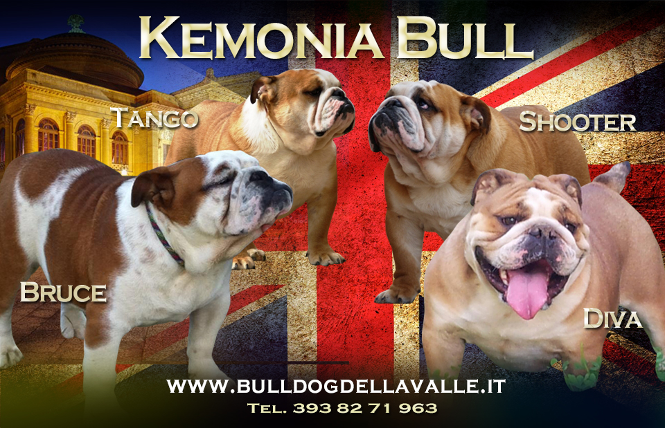 Bull della Valle Bruce x Golden Bull Diva